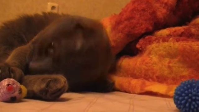 Кошка. Новые игрушки от Zveruga. смотреть онлайн