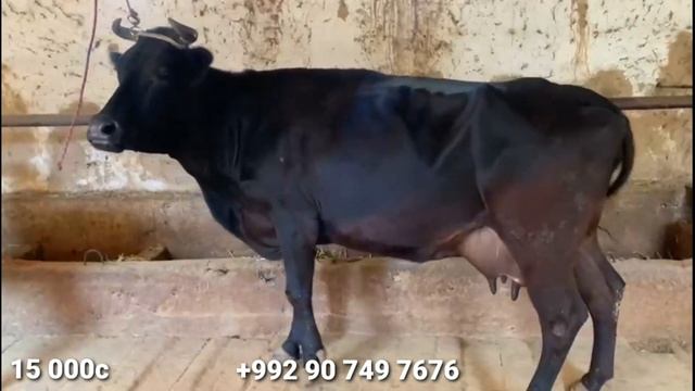 Се Сар Гов бо Гусолаҳои Зоти доставкаш ҳаст октября 2022 смотреть онлайн