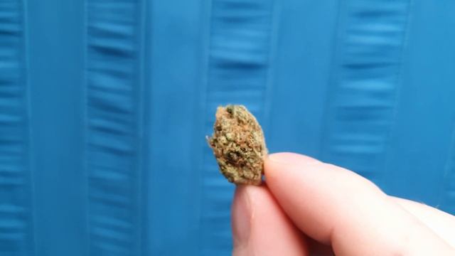 Top Shelf CBD - Exodus CBD Flower Showcase смотреть онлайн