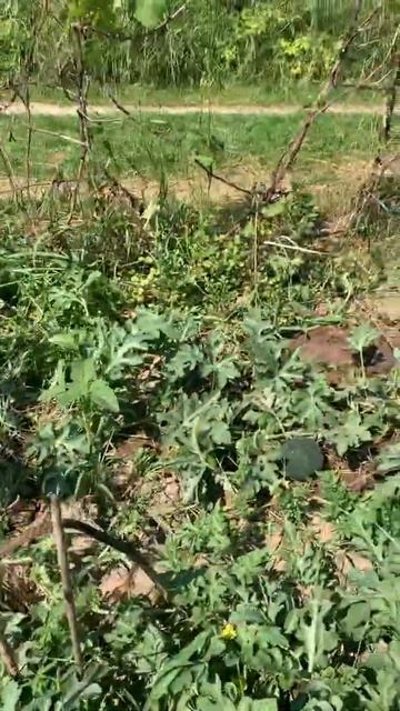 Арбузы в средней полосе России привитые на тыкву