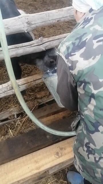 мама кормит Мартика на нашей ферме в грачево кленовая смотреть онлайн