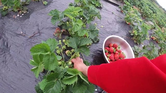 Перший продаж полуниці в 2022-ому році на Поліссі/Сезон полуниці 2022 на Житомирщині/Клубніка смотреть онлайн