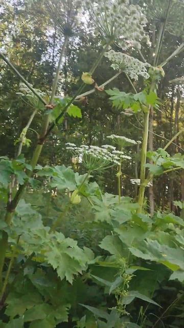 не знаете что это за растение , говорят ядовитый большевик , кожу может прожечь , кто знает ?)))