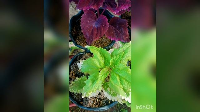 Different varieties of mayana/coleus compilation смотреть онлайн