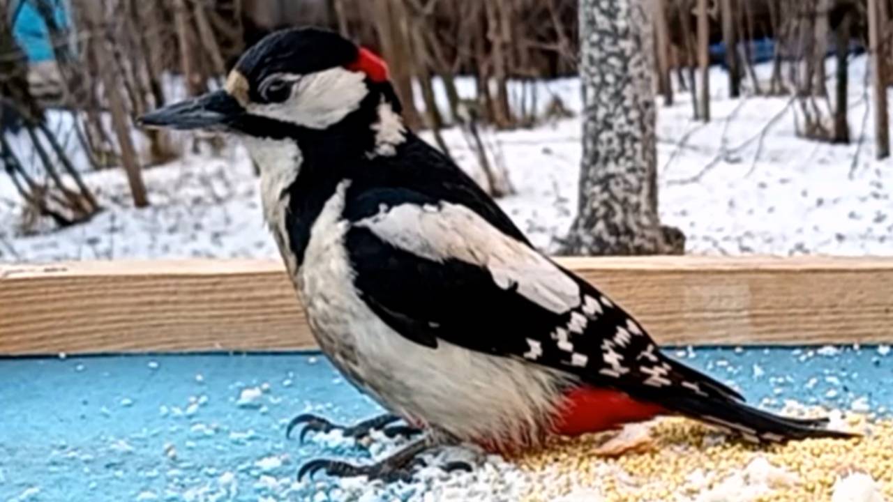 Дятел посещает кормушку смотреть онлайн