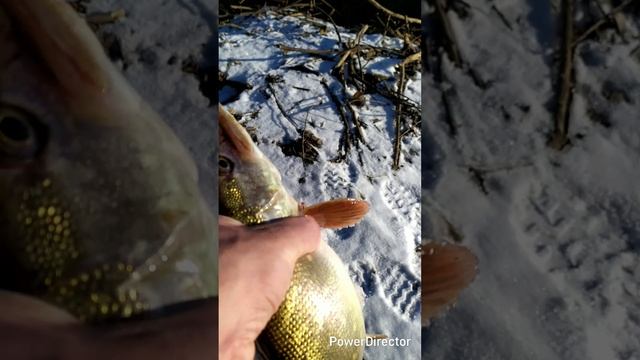 НМРToday(19 марта 2025г)! OnlyCast! Catch &Release Priority!!!