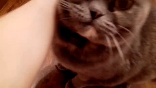 Фокус кошка смотреть онлайн