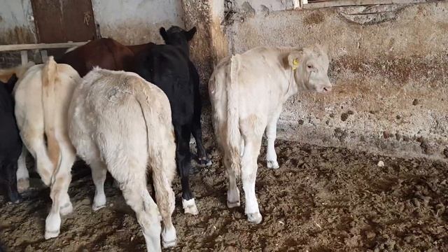 Angus, Avlekol ,gerifort Novoslar Sotiladi ☎️91-669-24-69.