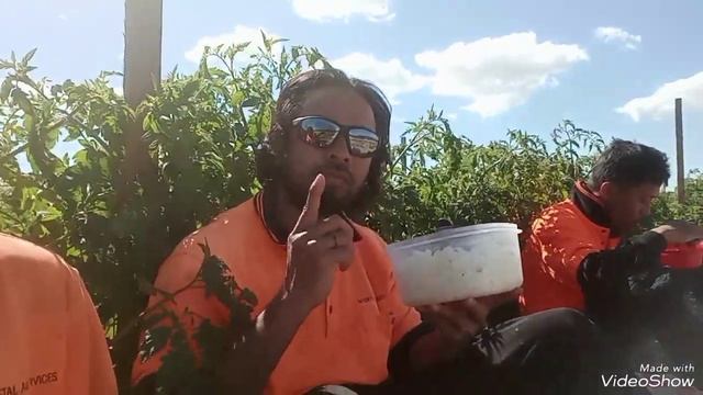 Timor Oan Servisu iha Australia, iha Kompanya Sunripe, Area Tomati смотреть онлайн