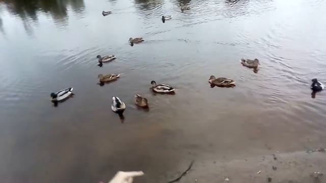 лина поет рэп про уток смотреть онлайн