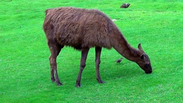 Alpaca Alpaka Lama pacos смотреть онлайн