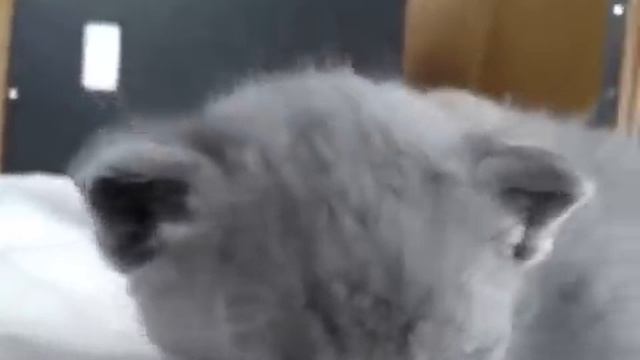 Очень милые котята смотреть онлайн