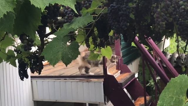 «ЧП на районе» 🐈🐕песня кота Мурзика на стихи GorgePGV смотреть онлайн