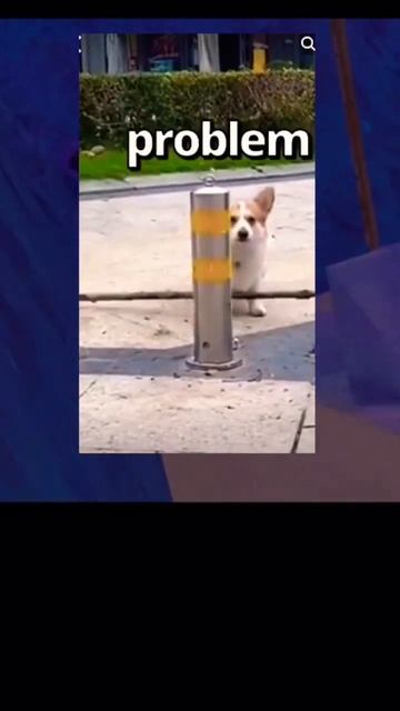 Very Smart Corgi! #shorts #corgi #funny #wholesome #cute #gorillatag смотреть онлайн