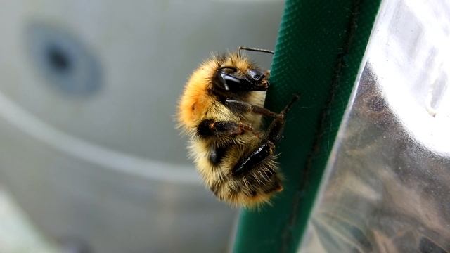 Common Carder Bee. смотреть онлайн