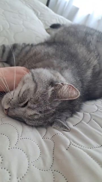 #мой 👑 король# смотреть онлайн