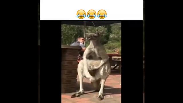 Кингуру играет с яйцом смотреть онлайн