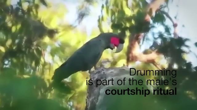 Palm cockatoos beat drum like Ringo Starr смотреть онлайн