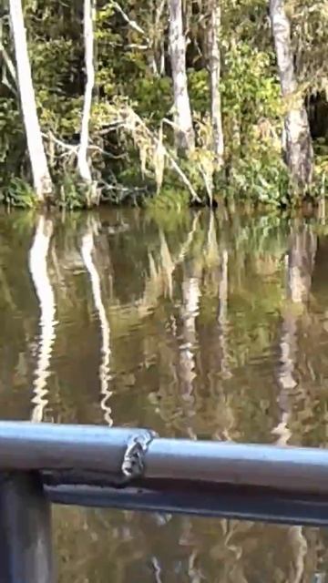 New Orleans Swamp Tour смотреть онлайн