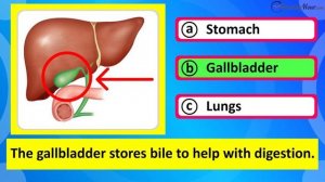 Human Organs Quiz for Kids | Internal Organs of the Human Body and Their Functions