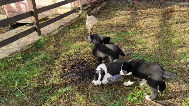 Человек собаке друг! смотреть онлайн