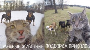 Забавные смешные животные. Самые смешные животные. Весёлые домашние животные.