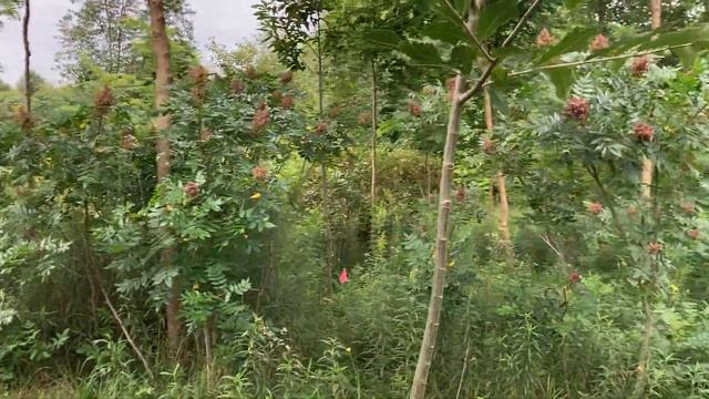 8/22/23 Edible Forest Garden Ramble-Jamble смотреть онлайн