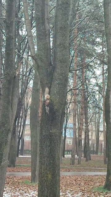 догони, догони , хвост пустый смотреть онлайн