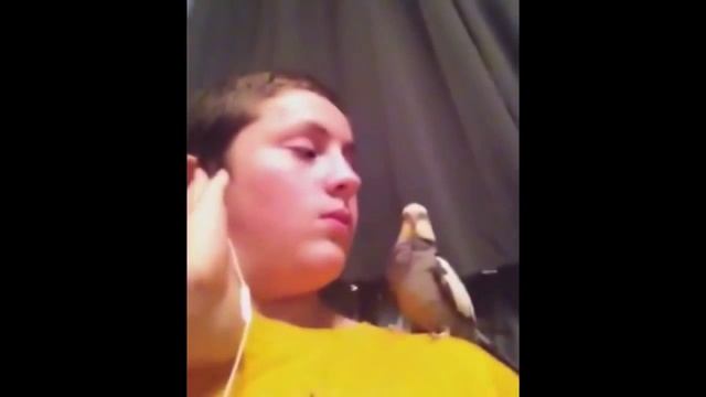 ПОПУГАЙ РОКЕР смотреть онлайн