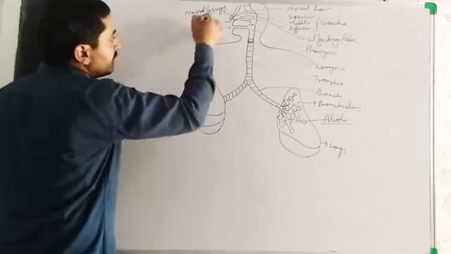 Life Process (Human Respiratory system)_Class-10_Biology_NCERT смотреть онлайн
