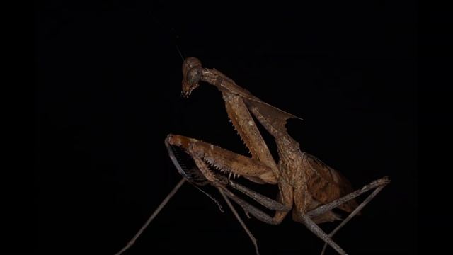 DEAD LEAF MANTIS смотреть онлайн