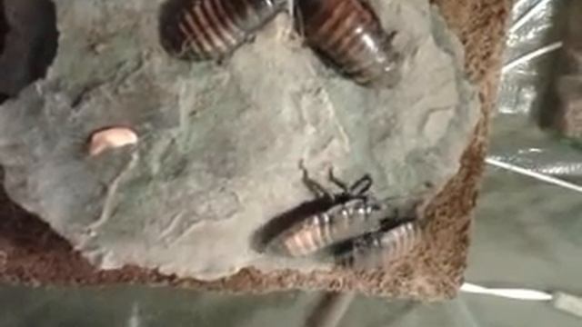 Gromphadorhina portentosa fighting смотреть онлайн