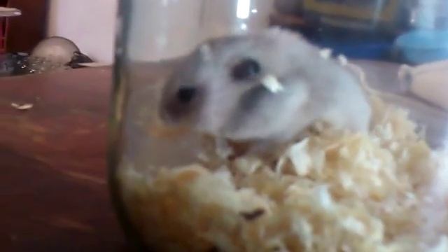 Хамики смотреть онлайн