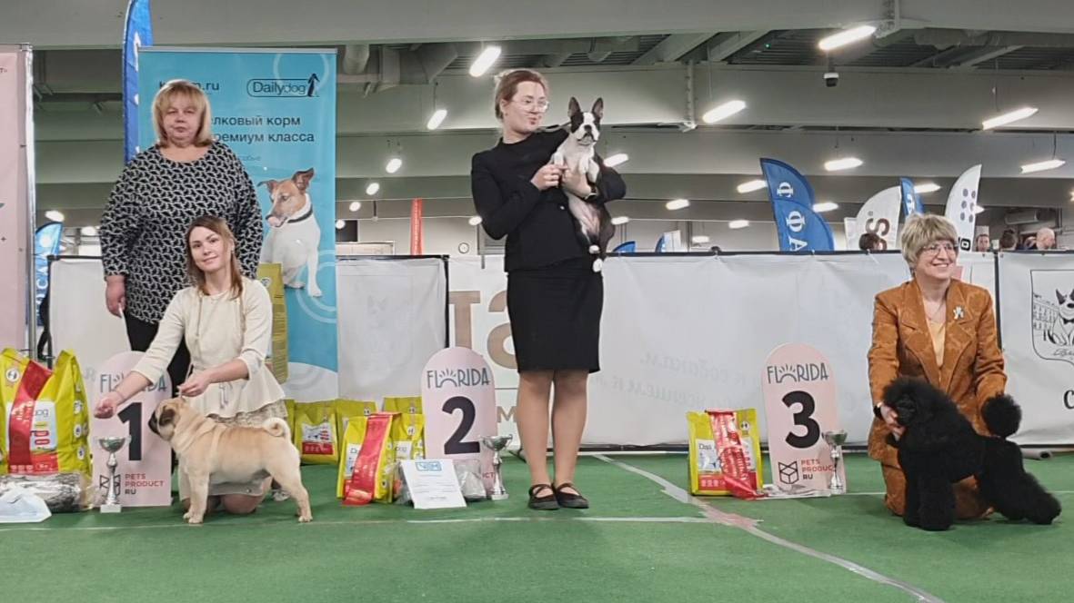 15.03.2025, СПб. Клуб "АЛЛЕН" (РКФ, ОАНКОО). Выставка собак САС 9 группы FCI смотреть онлайн