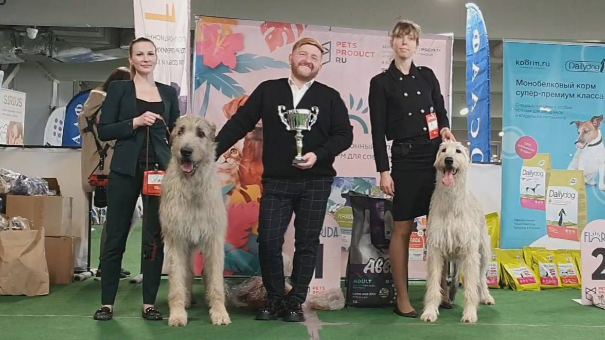 15.03.2025, СПб. Клуб "АЛЛЕН". Монопородная выставка ИРЛАНДСКИЙ ВОЛКОДАВ смотреть онлайн