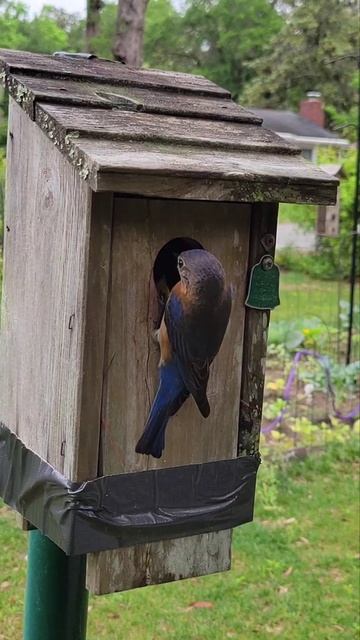 Listen for the babies смотреть онлайн