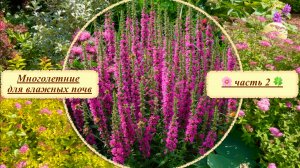 Многолетние растения для влажных почв. Часть 2. Дербенник / калужница / ирис болотный и др.