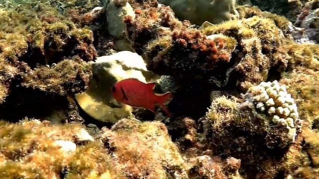 Pinecone soldierfish (Myripristis murdjan), Большеглазая рыба-солдат смотреть онлайн