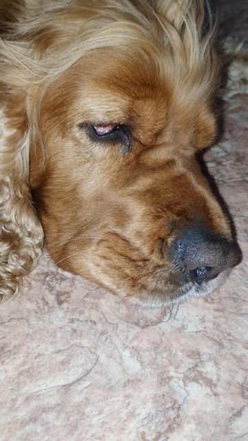 Мой любимый английский спаниель Арчи мило лежит и ждет FM26#shorts смотреть онлайн