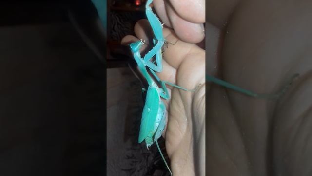 Rhombodera Megeara смотреть онлайн