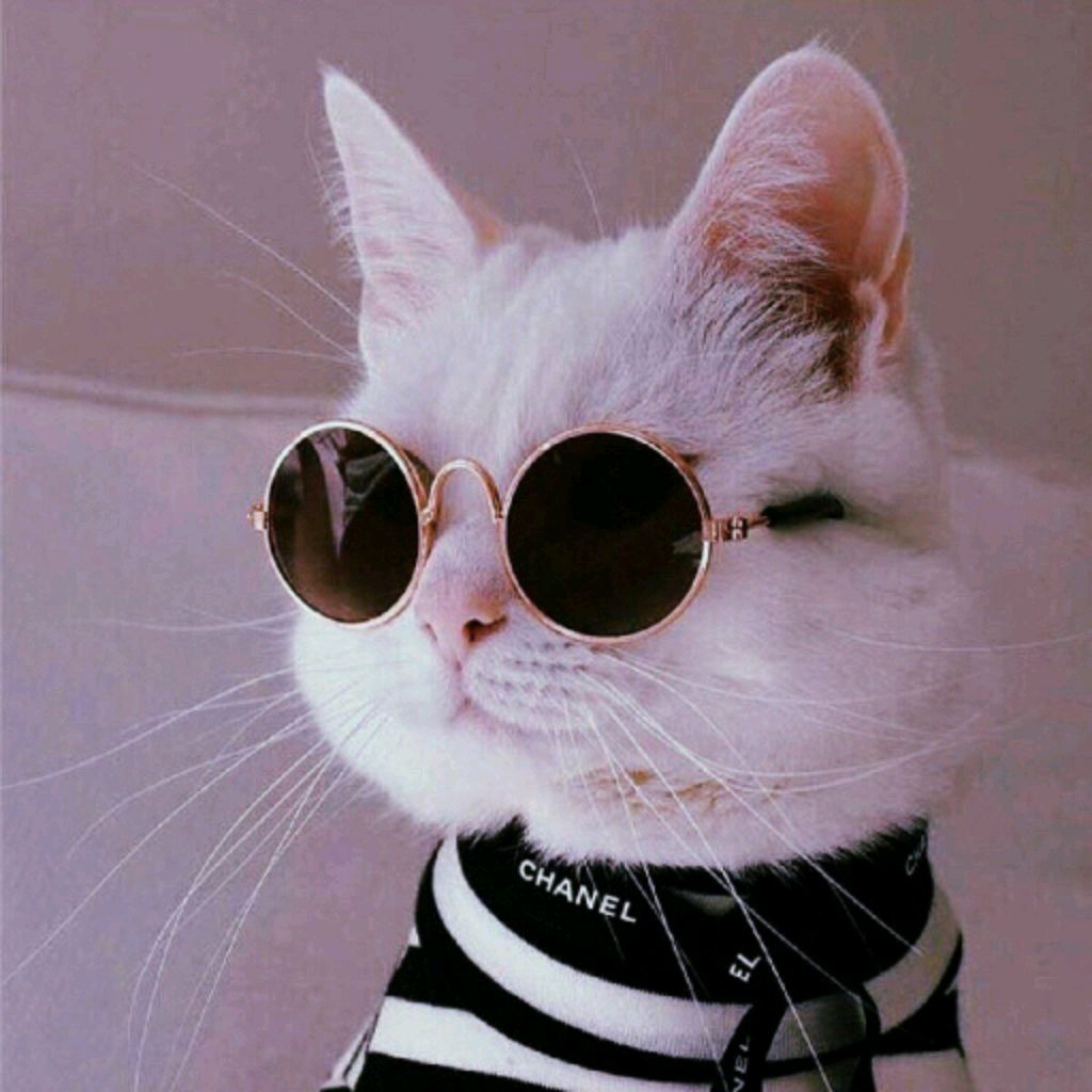 попа муровя