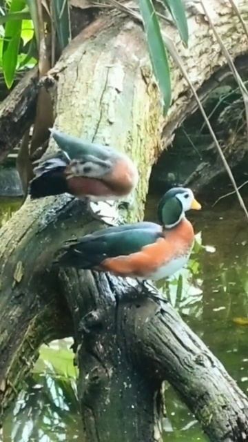 African pygmy goose смотреть онлайн