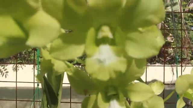 GARDEN TOUR смотреть онлайн