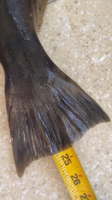 24 and 1/2” inch Halibut 1” inch steaks! смотреть онлайн