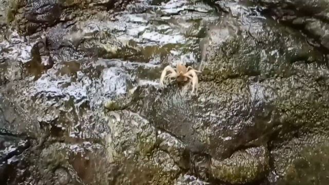Menangkap belut di sungai kecil, udang, kepiting, lobster, lele, ikan hias, kura-kura di siang hari смотреть онлайн