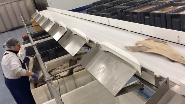 MARELEC: Clasificadora para hojas de bacalao entero смотреть онлайн