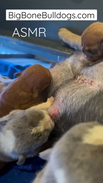 Bulldog ASMR! You’ve gotta hear these addicting sounds of suckling puppies #shortsdog #puppies #asm смотреть онлайн