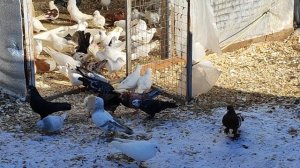 18.03.2025г Голуби на продажу👍+79298223260 Константин👍