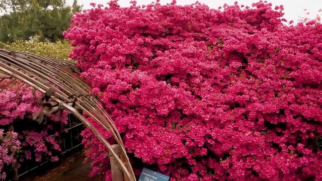 Classic Rock 'n' Roll Hits from the 50s & 60s 🎸 смотреть онлайн