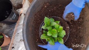 ПЕРВАЯ ГЛАВНАЯ ПОДКОРМКА КРУПНОЛИСТНЫХ ГОРТЕНЗИЙ ПРИ ВЫГОНКЕ НА ЦВЕТЕНИЕ